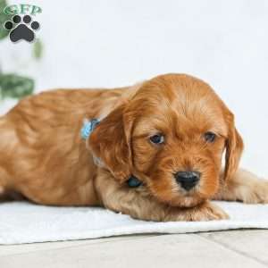 Miles F1b, Cavapoo Puppy